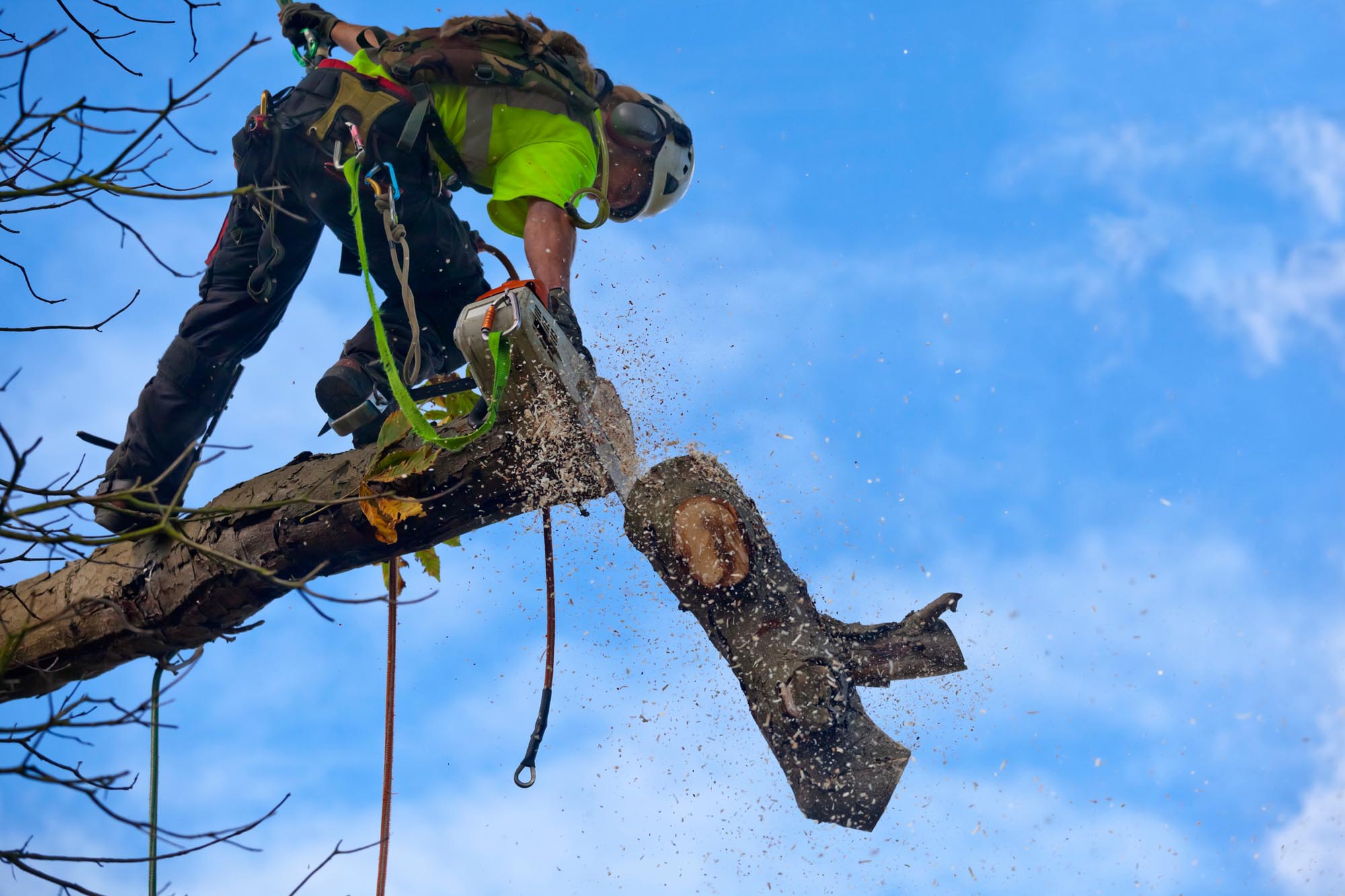 tree service