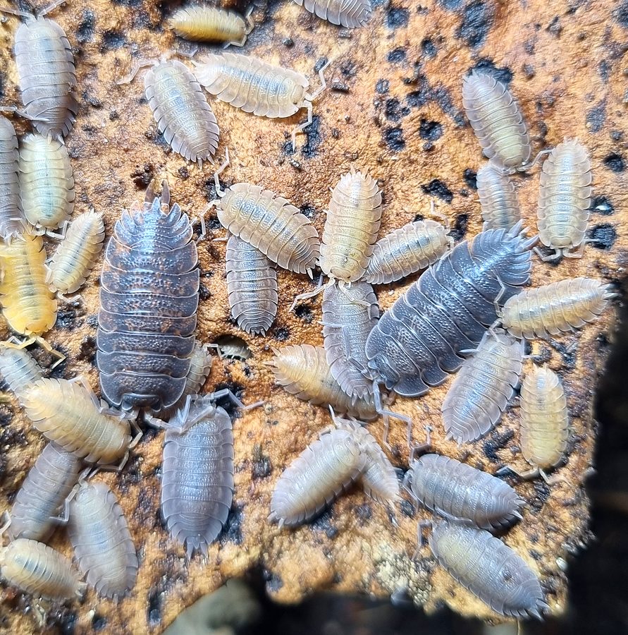 isopods and springtails for sale