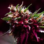 Choosing Delta 8 Flower That Matches Everyday Lifestyle And Preferences
