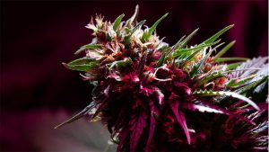 Choosing Delta 8 Flower That Matches Everyday Lifestyle And Preferences